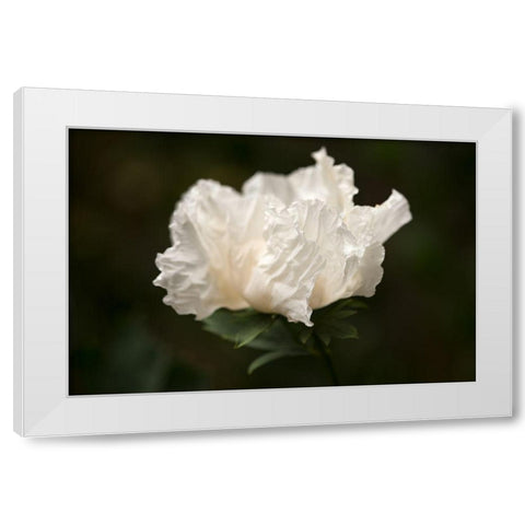 Matilija Blossom II White Modern Wood Framed Art Print by Crane, Rita