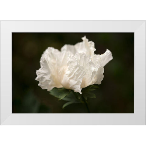 Matilija Blossom II White Modern Wood Framed Art Print by Crane, Rita