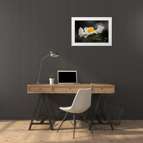 Matilija Poppy I White Modern Wood Framed Art Print by Crane, Rita