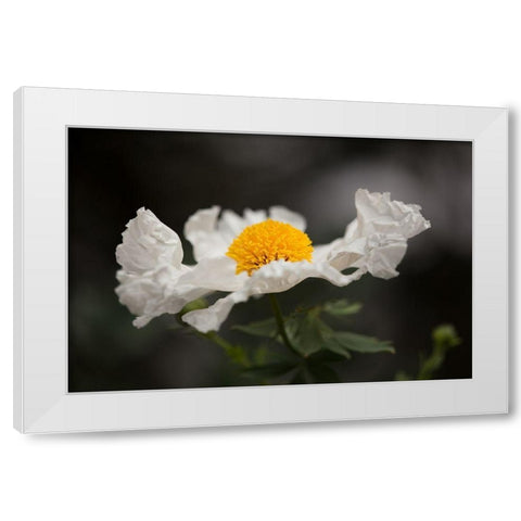 Matilija Poppy I White Modern Wood Framed Art Print by Crane, Rita