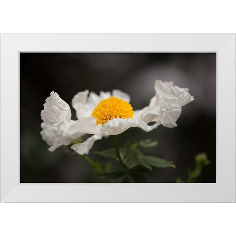 Matilija Poppy I White Modern Wood Framed Art Print by Crane, Rita