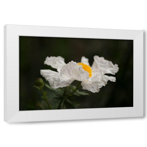 Matilija Poppy II White Modern Wood Framed Art Print by Crane, Rita