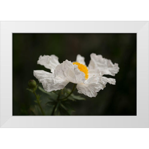 Matilija Poppy II White Modern Wood Framed Art Print by Crane, Rita