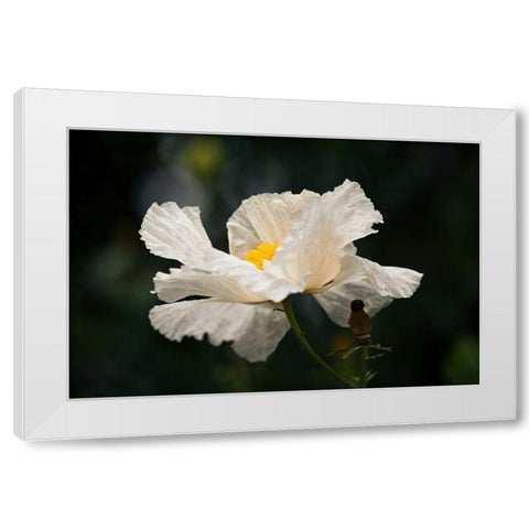 Matilija Poppy IV White Modern Wood Framed Art Print by Crane, Rita