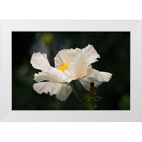 Matilija Poppy IV White Modern Wood Framed Art Print by Crane, Rita
