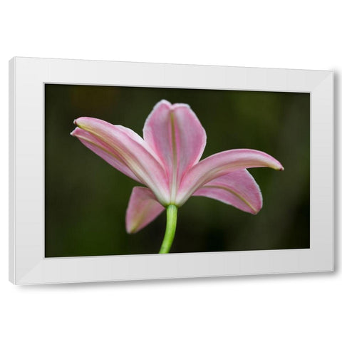 Lily I White Modern Wood Framed Art Print by Crane, Rita