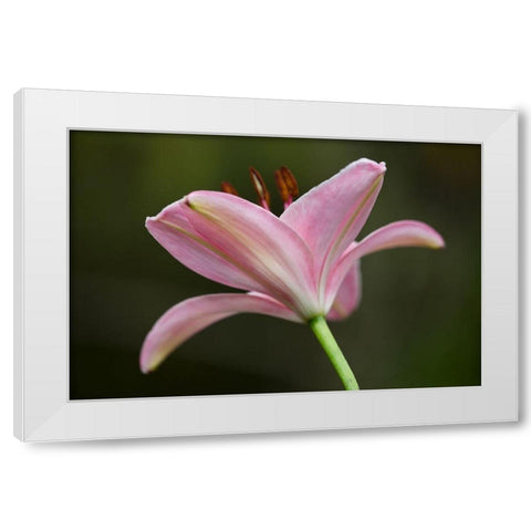 Lily II White Modern Wood Framed Art Print by Crane, Rita