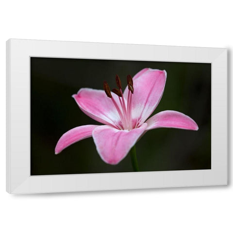 Pink Lily II White Modern Wood Framed Art Print by Crane, Rita