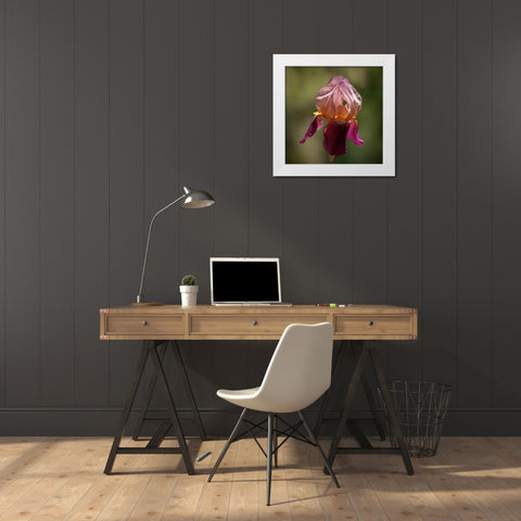 Annemaries Irises I White Modern Wood Framed Art Print by Crane, Rita