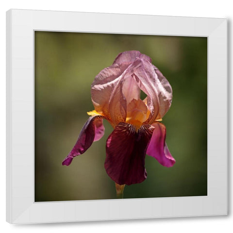 Annemaries Irises I White Modern Wood Framed Art Print by Crane, Rita