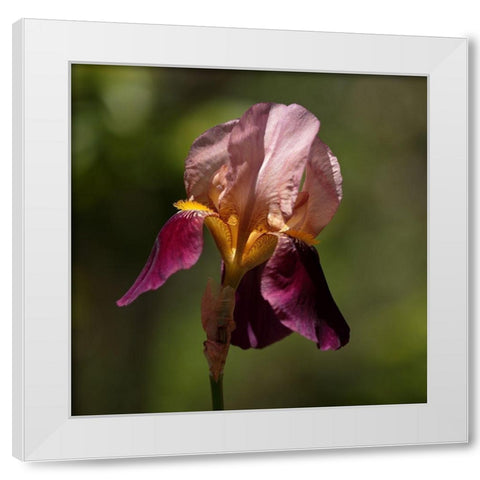 Annemaries Irises II White Modern Wood Framed Art Print by Crane, Rita