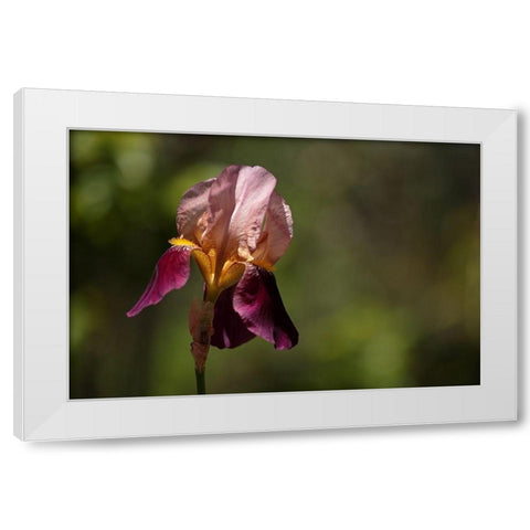 Annemaries Irises III White Modern Wood Framed Art Print by Crane, Rita