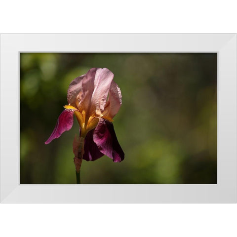 Annemaries Irises III White Modern Wood Framed Art Print by Crane, Rita