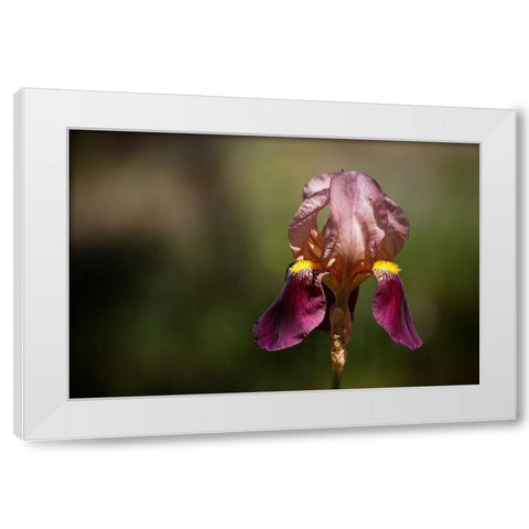 Annemaries Irises IV White Modern Wood Framed Art Print by Crane, Rita