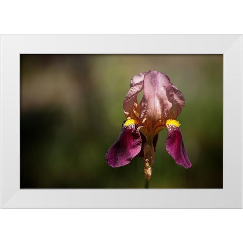 Annemaries Irises IV White Modern Wood Framed Art Print by Crane, Rita