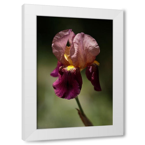 Annemaries Irises V White Modern Wood Framed Art Print by Crane, Rita