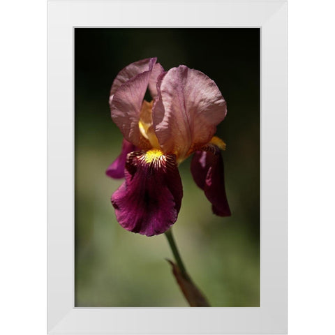 Annemaries Irises V White Modern Wood Framed Art Print by Crane, Rita