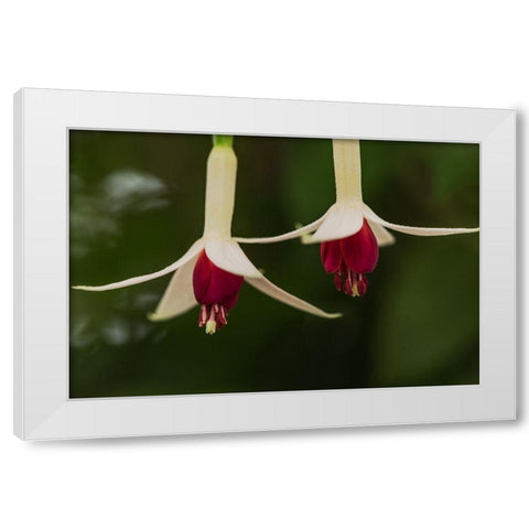 Dancing Fuchsias I White Modern Wood Framed Art Print by Crane, Rita