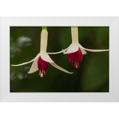 Dancing Fuchsias I White Modern Wood Framed Art Print by Crane, Rita