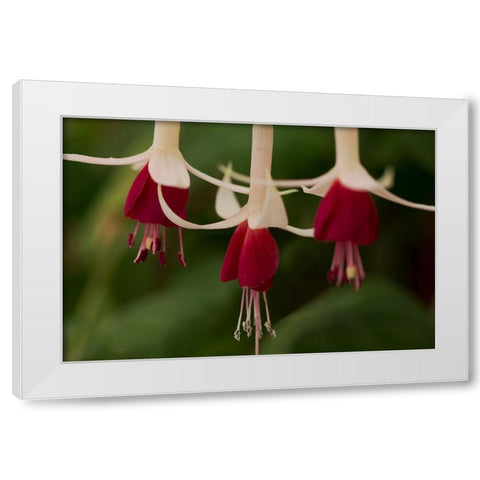Dancing Fuchsias II White Modern Wood Framed Art Print by Crane, Rita