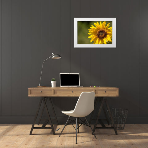 Sunflower and Bee II White Modern Wood Framed Art Print by Crane, Rita