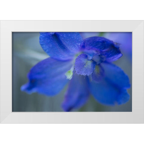 Delphinium Flower II White Modern Wood Framed Art Print by Crane, Rita