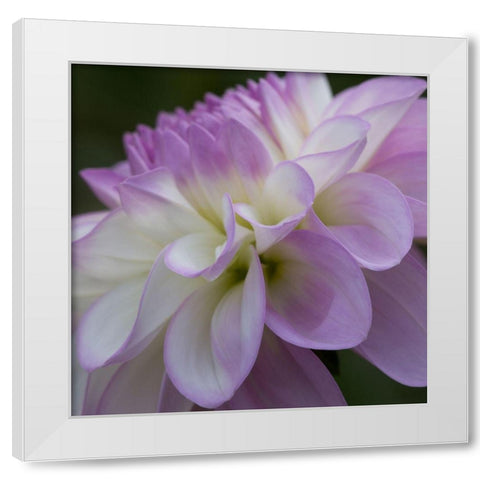 Lavender Dahlia IV White Modern Wood Framed Art Print by Crane, Rita