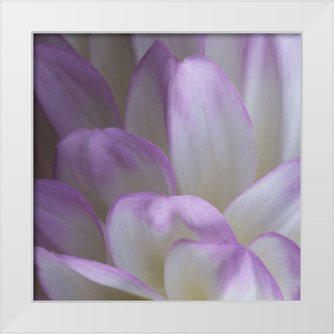 Lavender Dahlia V White Modern Wood Framed Art Print by Crane, Rita
