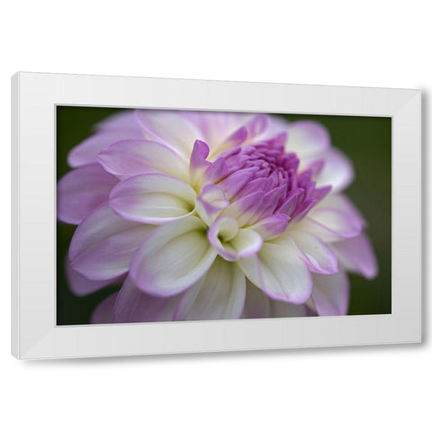 Lavender Dahlia VII White Modern Wood Framed Art Print by Crane, Rita