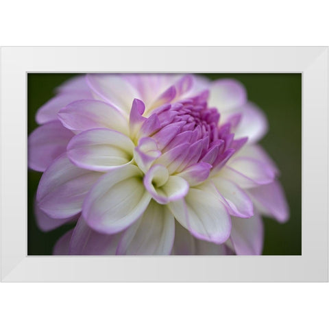 Lavender Dahlia VII White Modern Wood Framed Art Print by Crane, Rita