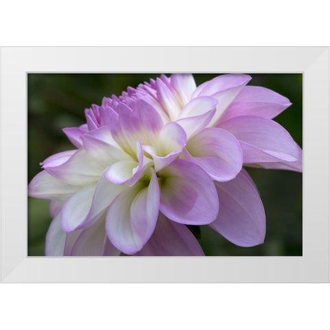 Lavender Dahlia VIII White Modern Wood Framed Art Print by Crane, Rita