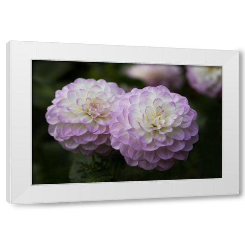 Lavender Dahlia IX White Modern Wood Framed Art Print by Crane, Rita