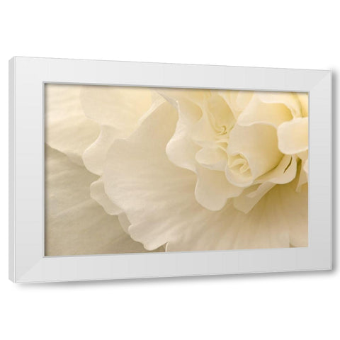 Delicate Begonia II White Modern Wood Framed Art Print by Crane, Rita