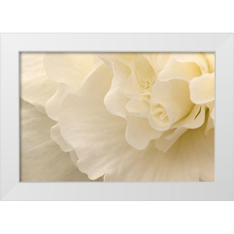 Delicate Begonia II White Modern Wood Framed Art Print by Crane, Rita