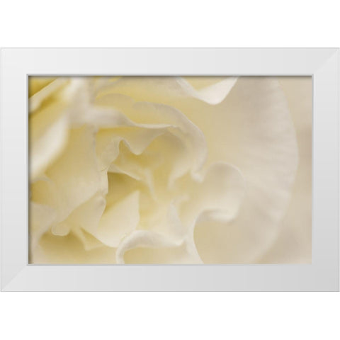 Soft White Begonia I White Modern Wood Framed Art Print by Crane, Rita