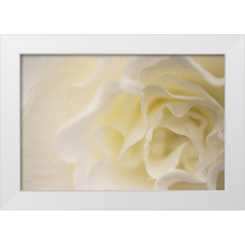 Soft White Begonia II White Modern Wood Framed Art Print by Crane, Rita
