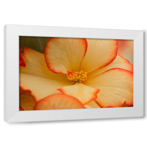 Camilles Begonias I White Modern Wood Framed Art Print by Crane, Rita