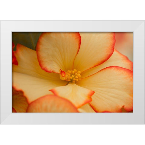 Camilles Begonias I White Modern Wood Framed Art Print by Crane, Rita