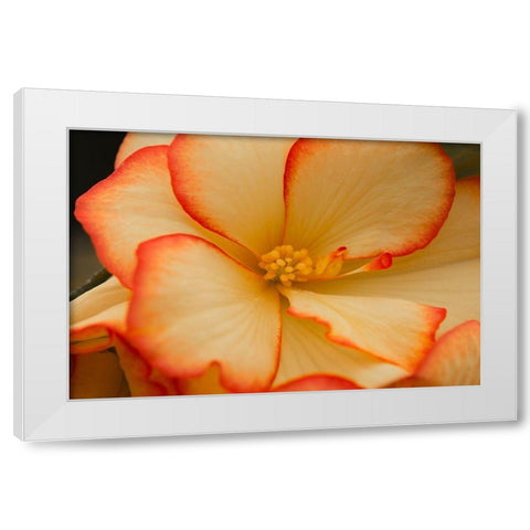 Camilles Begonias II White Modern Wood Framed Art Print by Crane, Rita