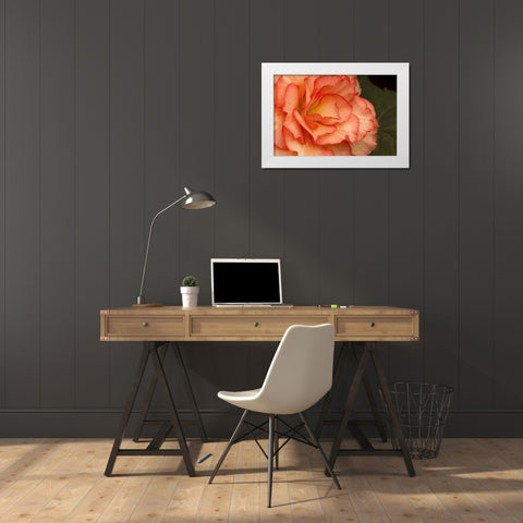 Festive Begonia I White Modern Wood Framed Art Print by Crane, Rita
