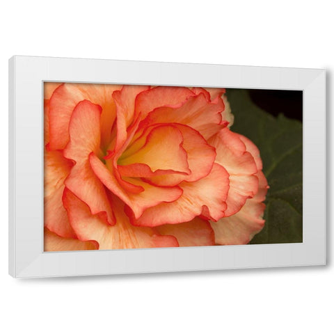 Festive Begonia I White Modern Wood Framed Art Print by Crane, Rita