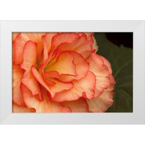 Festive Begonia I White Modern Wood Framed Art Print by Crane, Rita