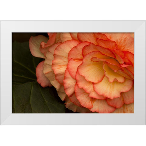 Festive Begonia II White Modern Wood Framed Art Print by Crane, Rita