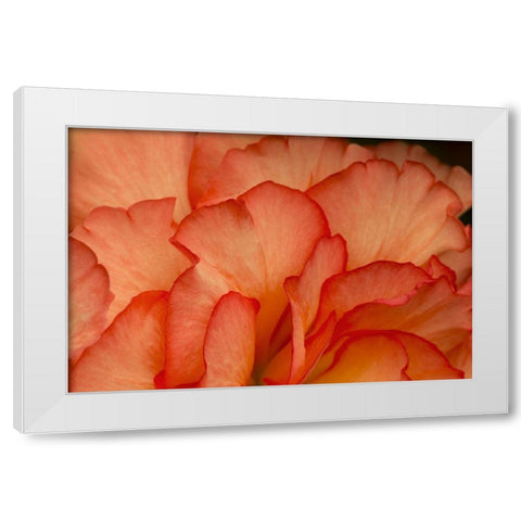 Festive Begonia III White Modern Wood Framed Art Print by Crane, Rita