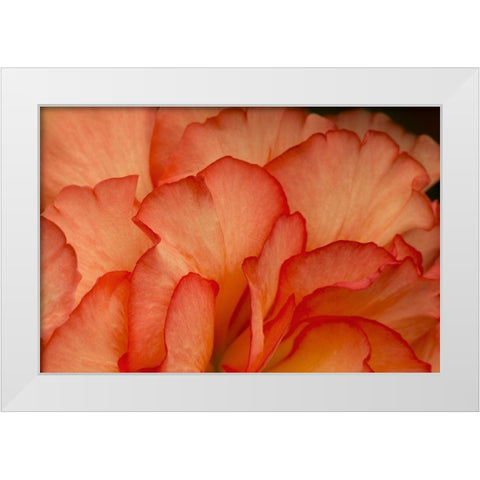 Festive Begonia III White Modern Wood Framed Art Print by Crane, Rita