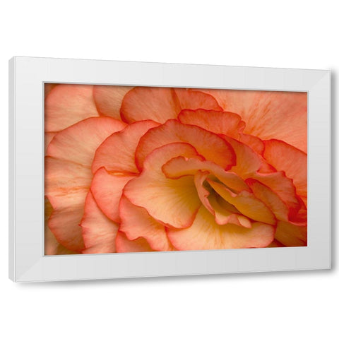 Festive Begonia VI White Modern Wood Framed Art Print by Crane, Rita