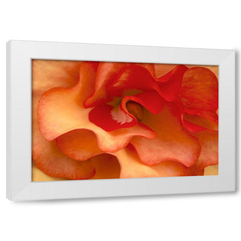 Begonia Petals I White Modern Wood Framed Art Print by Crane, Rita