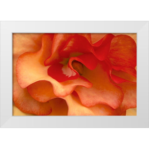 Begonia Petals I White Modern Wood Framed Art Print by Crane, Rita