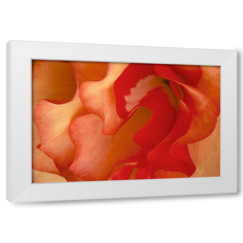 Begonia Petals II White Modern Wood Framed Art Print by Crane, Rita