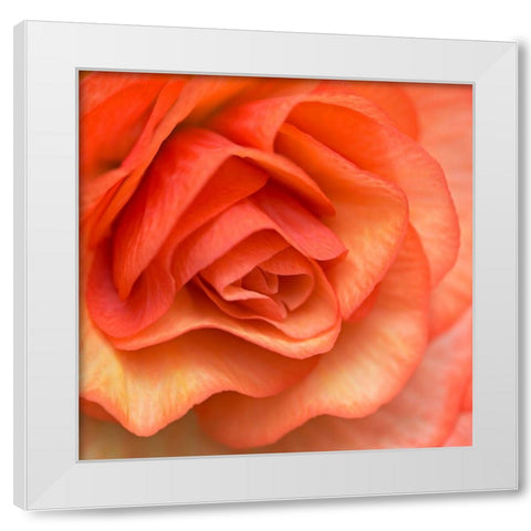 Orange Ruffles III White Modern Wood Framed Art Print by Crane, Rita